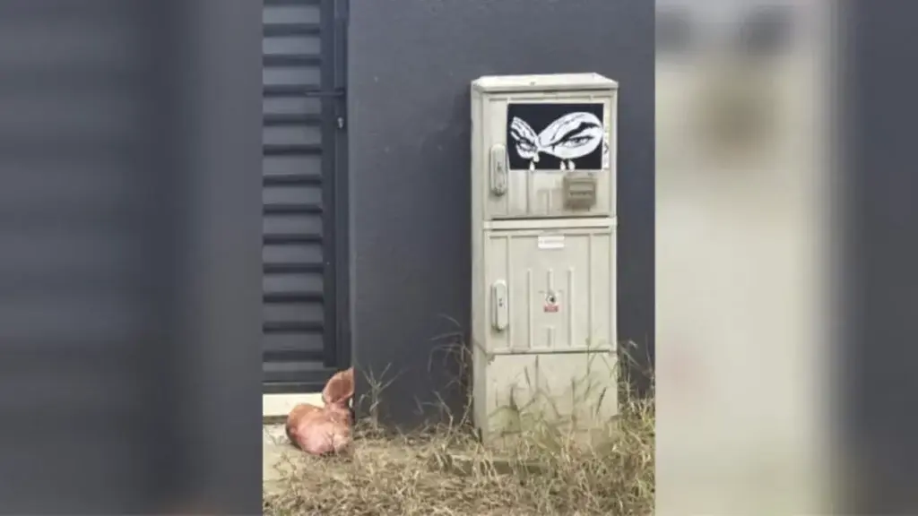 Capul de porc din Tunari: consilier AUR dă vina pe Marius Lulea