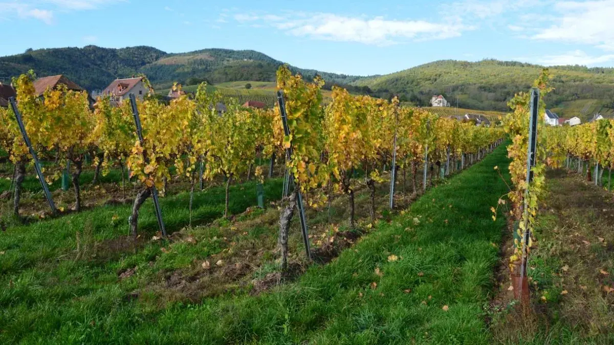 Ministerul Agriculturii prelungeste termenul pentru cererile de finanțare vitivinicolă până la 30 noiembrie 2026