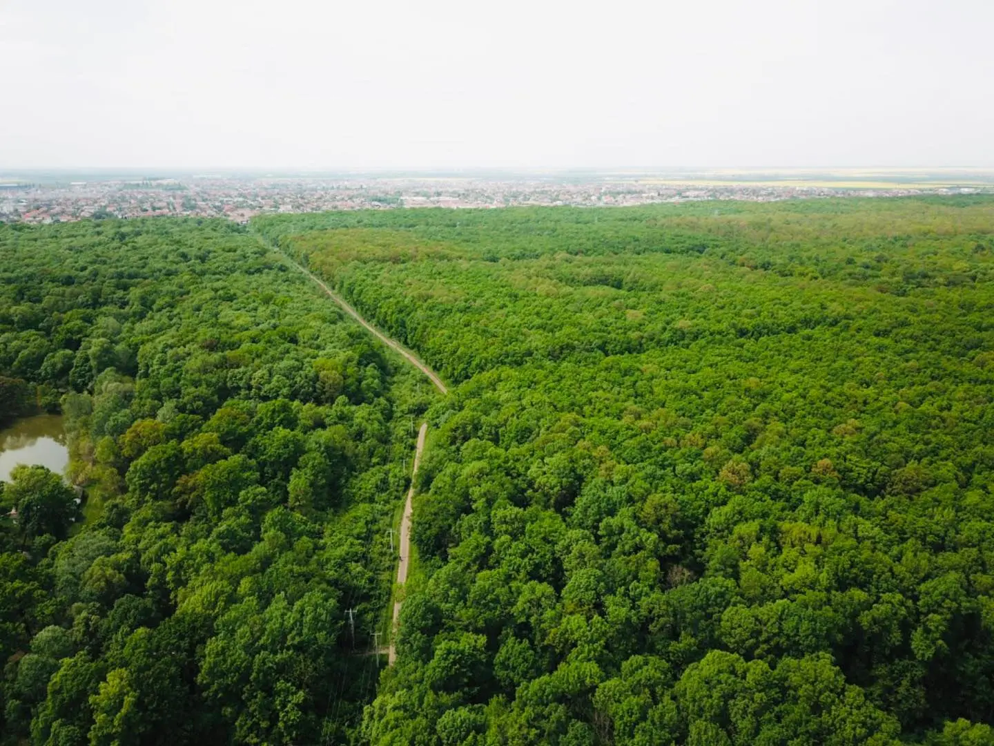 Pădurea Verde din Timișoara intră în etapa de amenajare după șase ani de așteptare